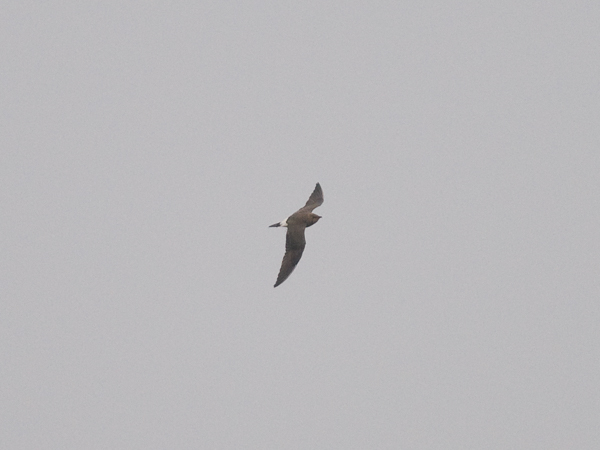 Aasianpääskykahlaaja, Oriental Pratincole, Glareola maldivarum
