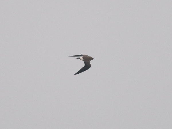 Aasianpääskykahlaaja, Oriental Pratincole, Glareola maldivarum