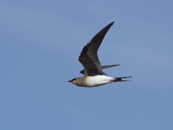 Aropääskykahlaaja, Black-winged Pratincole, Glareola nordmanni