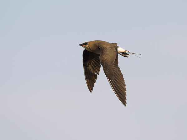 Aropääskykahlaaja, Black-winged Pratincole, Glareola nordmanni