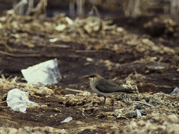 Aropääskykahlaaja, Black-winged Pratincole, Glareola nordmanni