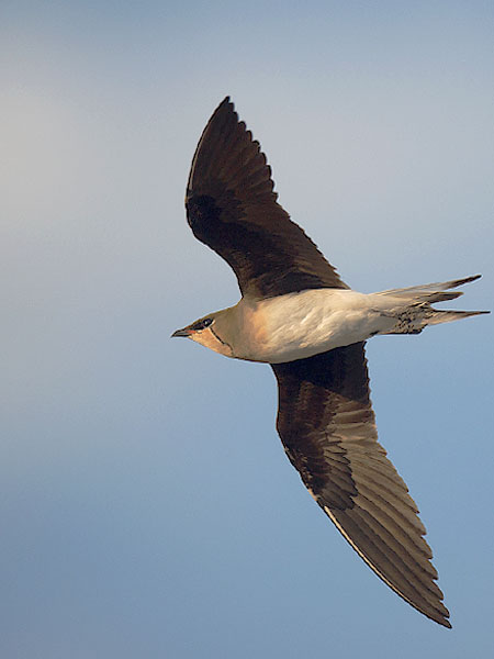 Aropääskykahlaaja, Black-winged Pratincole, Glareola nordmanni