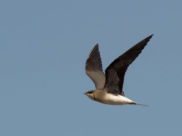 Aropääskykahlaaja, Black-winged Pratincole, Glareola nordmanni