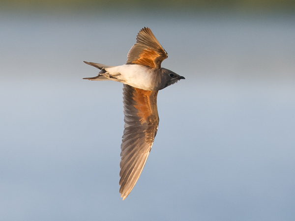 Pääskykahlaaja, Collared Pratincole, Glareola pratincola