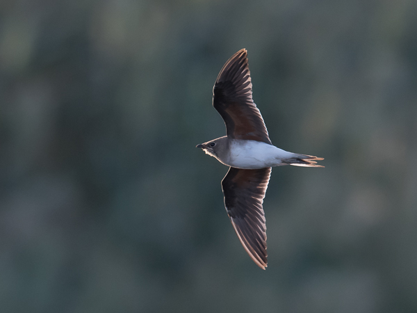 Pääskykahlaaja, Collared Pratincole, Glareola pratincola