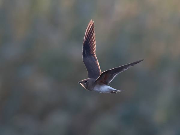Pääskykahlaaja, Collared Pratincole, Glareola pratincola