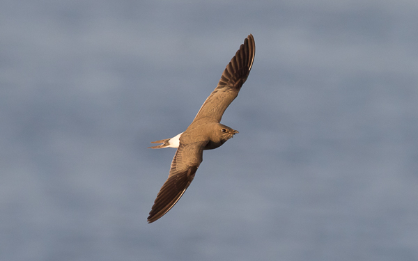 Pääskykahlaaja, Collared Pratincole, Glareola pratincola