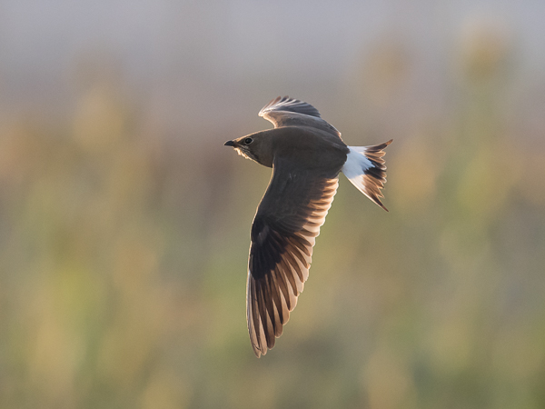 Pääskykahlaaja, Collared Pratincole, Glareola pratincola
