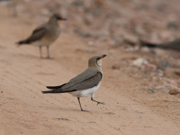 Pääskykahlaaja, Collared Pratincole, Glareola pratincola