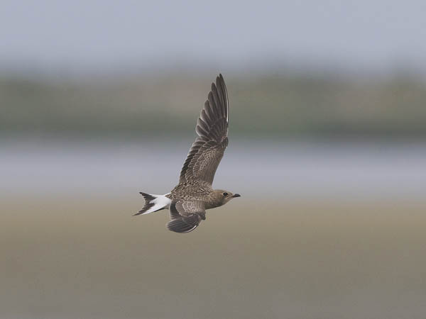 Pääskykahlaaja, Collared Pratincole, Glareola pratincola
