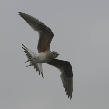 Pääskykahlaaja, Collared Pratincole, Glareola pratincola