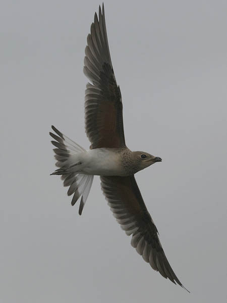 Pääskykahlaaja, Collared Pratincole, Glareola pratincola