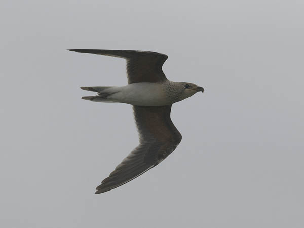 Pääskykahlaaja, Collared Pratincole, Glareola pratincola