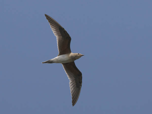 Pääskykahlaaja, Collared Pratincole, Glareola pratincola