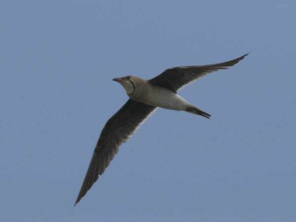 Pääskykahlaaja, Collared Pratincole, Glareola pratincola