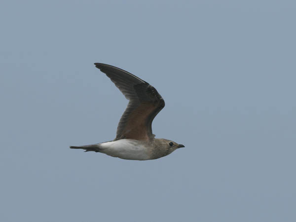 Pääskykahlaaja, Collared Pratincole, Glareola pratincola