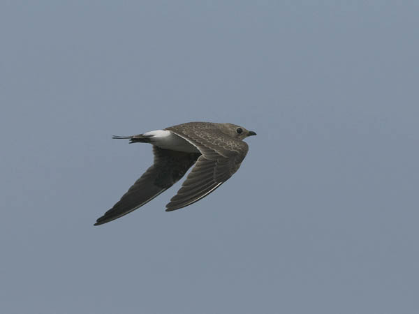Pääskykahlaaja, Collared Pratincole, Glareola pratincola