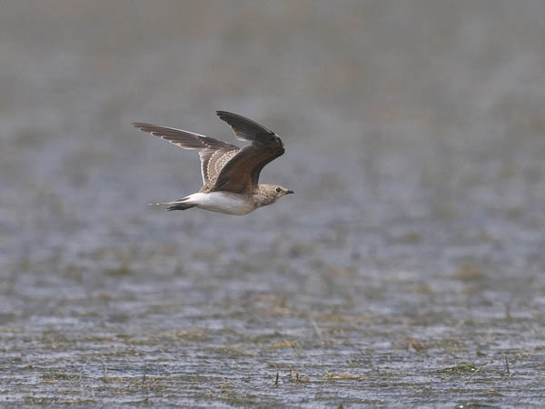 Pääskykahlaaja, Collared Pratincole, Glareola pratincola