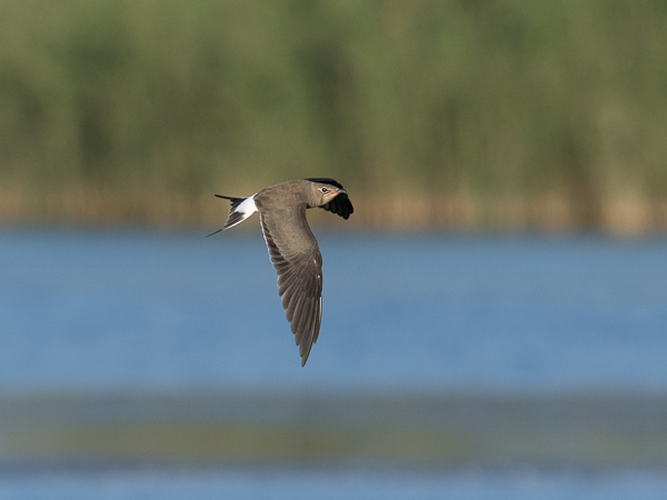 Pääskykahlaaja, Collared Pratincole, Glareola pratincola