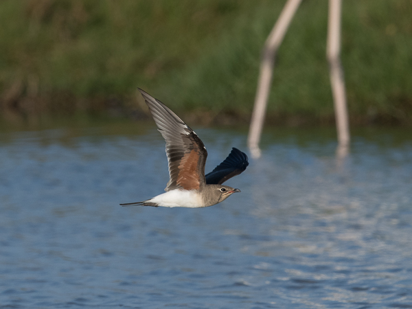 Pääskykahlaaja, Collared Pratincole, Glareola pratincola