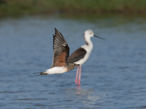 Pääskykahlaaja, Collared Pratincole, Glareola pratincola