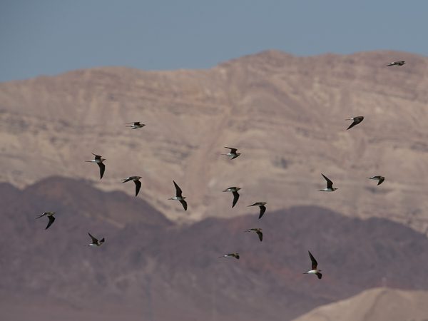 Pääskykahlaaja, Collared Pratincole, Glareola pratincola