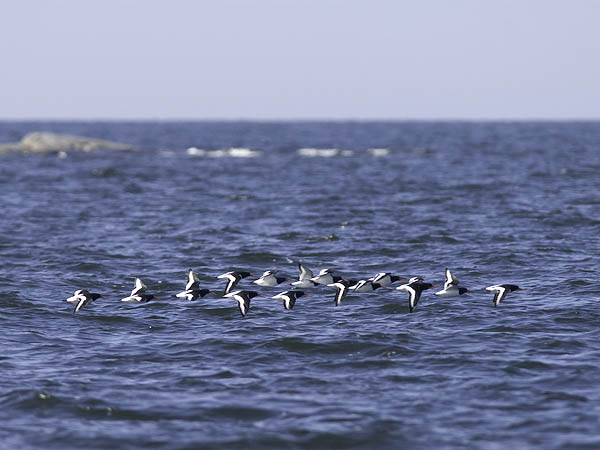 Meriharakka, Eurasian Oystercatcher, Haematopus ostralegus