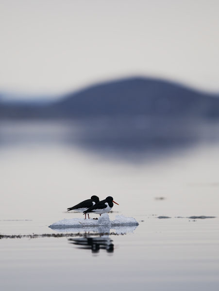 Meriharakka, Eurasian Oystercatcher, Haematopus ostralegus