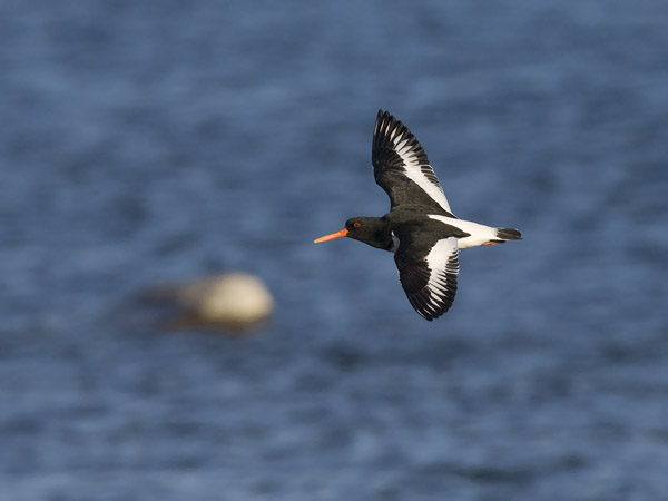 Meriharakka, Eurasian Oystercatcher, Haematopus ostralegus