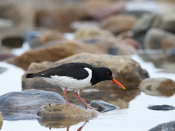 Meriharakka, Eurasian Oystercatcher, Haematopus ostralegus