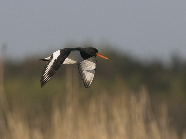 Meriharakka, Eurasian Oystercatcher, Haematopus ostralegus