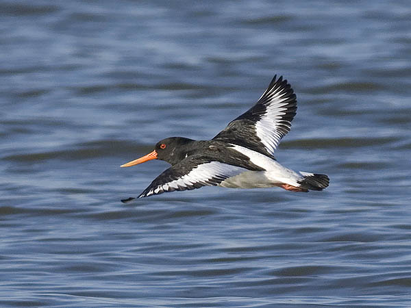 Meriharakka, Eurasian Oystercatcher, Haematopus ostralegus