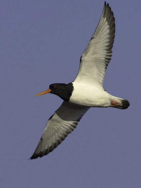 Meriharakka, Eurasian Oystercatcher, Haematopus ostralegus
