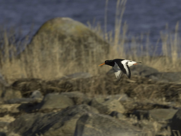 Meriharakka, Eurasian Oystercatcher, Haematopus ostralegus