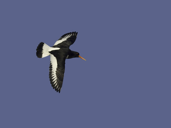 Meriharakka, Eurasian Oystercatcher, Haematopus ostralegus