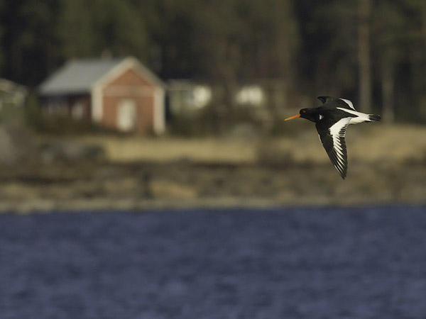 Meriharakka, Eurasian Oystercatcher, Haematopus ostralegus