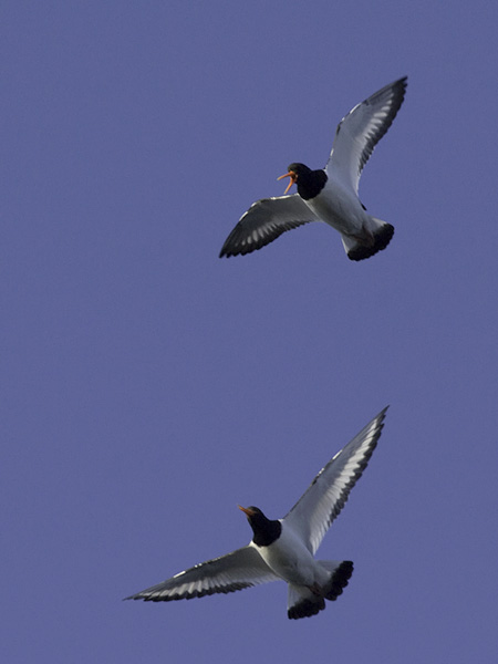 Meriharakka, Eurasian Oystercatcher, Haematopus ostralegus