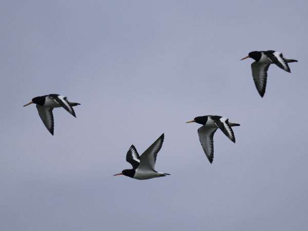 Meriharakka, Eurasian Oystercatcher, Haematopus ostralegus