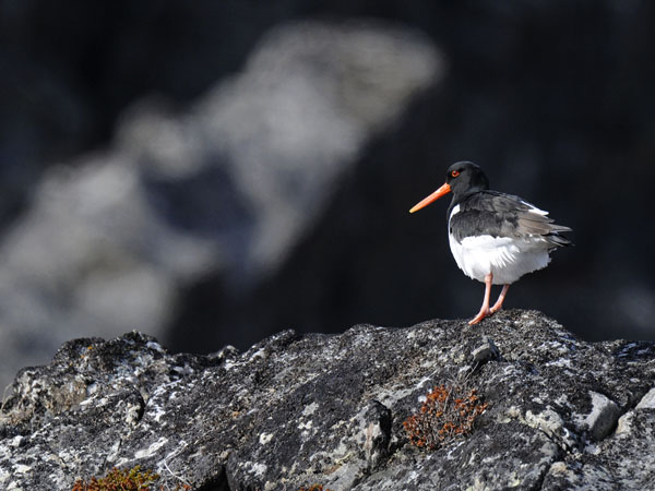 Meriharakka, Eurasian Oystercatcher, Haematopus ostralegus