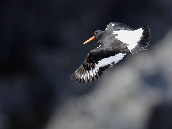 Meriharakka, Eurasian Oystercatcher, Haematopus ostralegus