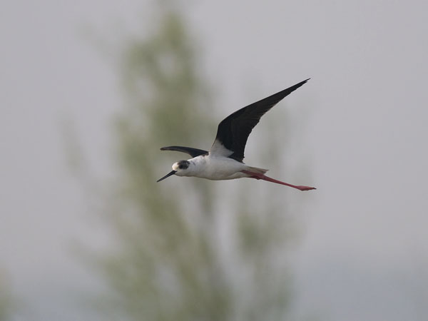 Pitkäjalka, Black-winged Stilt, Himantopus himantopus