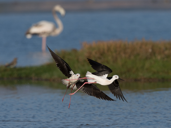 Pitkäjalka, Black-winged Stilt, Himantopus himantopus