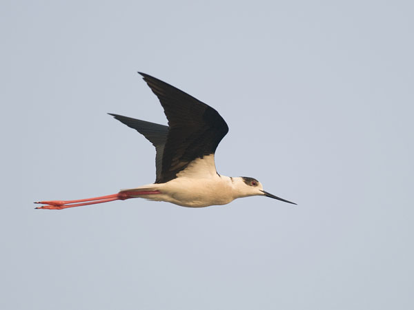 Pitkäjalka, Black-winged Stilt, Himantopus himantopus