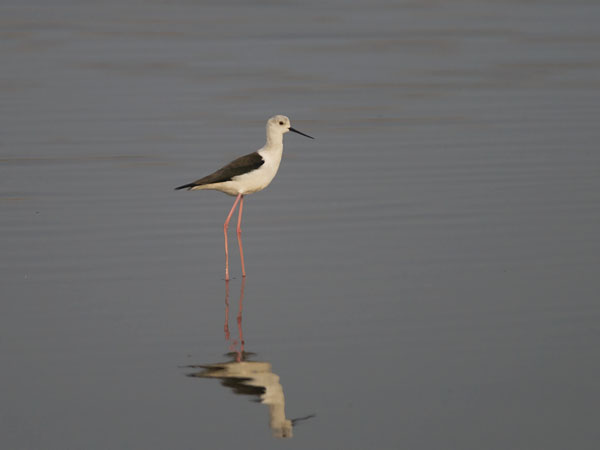 Pitkäjalka, Black-winged Stilt, Himantopus himantopus
