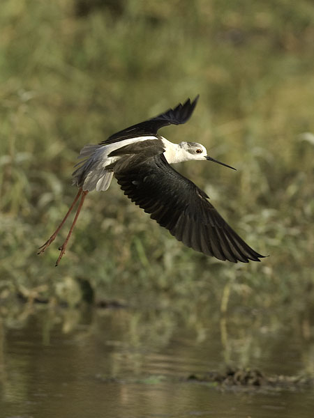 Pitkäjalka, Black-winged Stilt, Himantopus himantopus