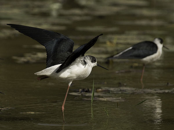 Pitkäjalka, Black-winged Stilt, Himantopus himantopus