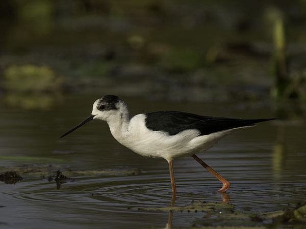 Pitkäjalka, Black-winged Stilt, Himantopus himantopus