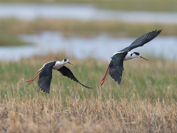 Pitkäjalka, Black-winged Stilt, Himantopus himantopus