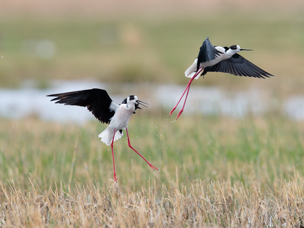 Pitkäjalka, Black-winged Stilt, Himantopus himantopus