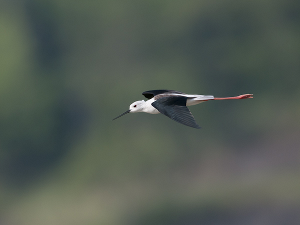 Pitkäjalka, Black-winged Stilt, Himantopus himantopus